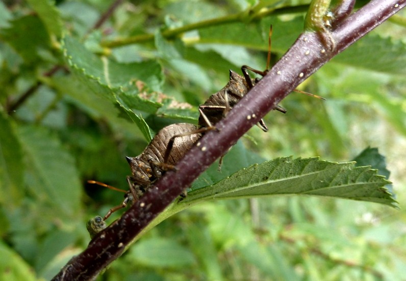 Pentatomidae Asopinae